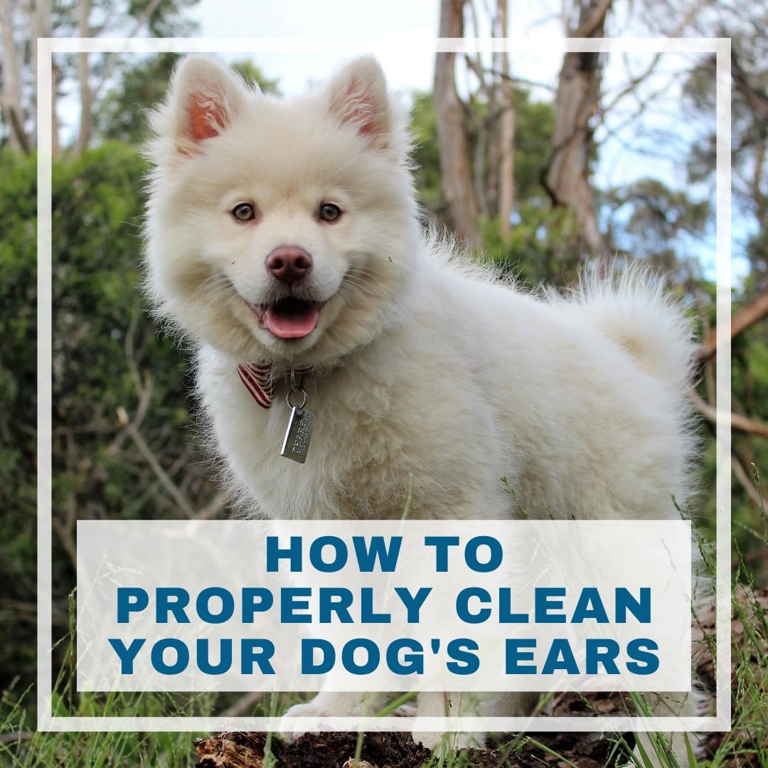 How to properly clean your dog's ears